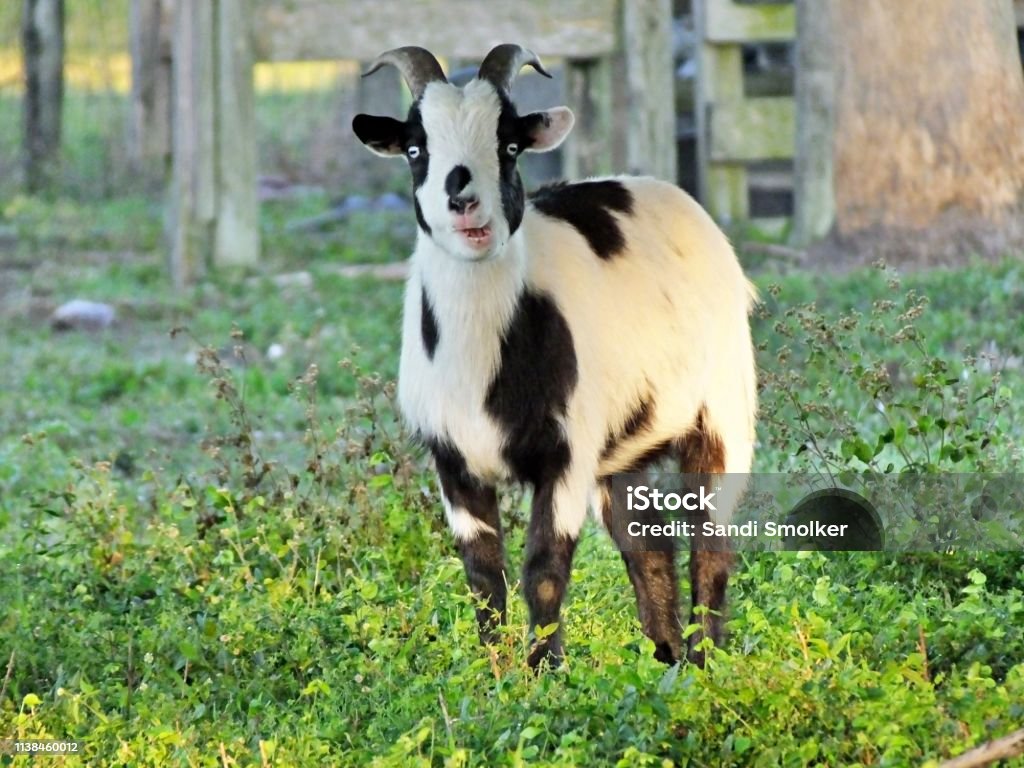 Tennessee Fainting Goat In A Florida Field Stock Photo - Download Image Now - Goat, Fainting, Mouth Open - iStock Tennessee Fainting Goat In A Florida Field Stock Photo - Download Image Now - Goat, Fainting, Mouth Open - iStock