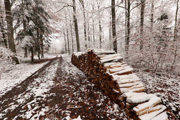 istock Woodpile on the edge of the forest 1138460767