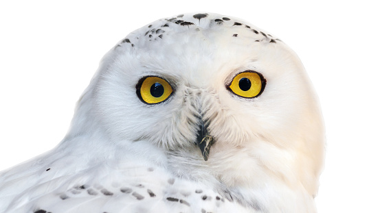 White snowy owl with yellow eyes isolated on white background.