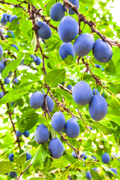 istock Plum tree with lots of fruit close-up branches in orchard 1138461496