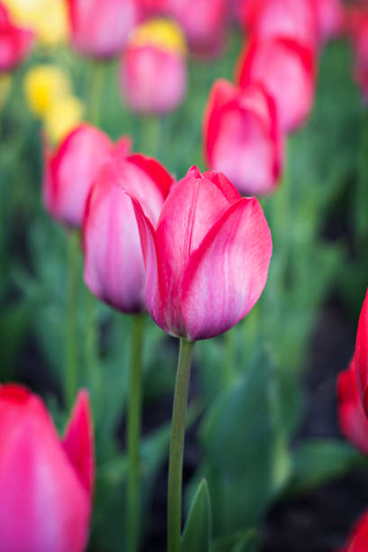 istock Field, flower bed with pink tulips 1138461832