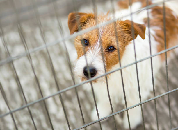 Pet travel, transport. Cute dog puppy looking in the cage. Pet travel, transport concept. Cute smart jack russell dog puppy looking in the cage. buggy eyes stock pictures, royalty-free photos & images