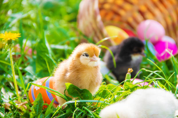 Little chickens in the green grass. Easter. Selective focus. nature