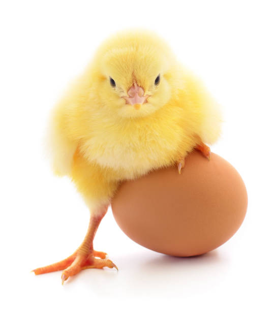 작은 닭고기와 계란 절연. - eggs animal egg celebration feather 뉴스 사진 이미지