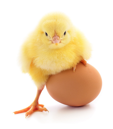 Small chicken and egg isolated on white background.