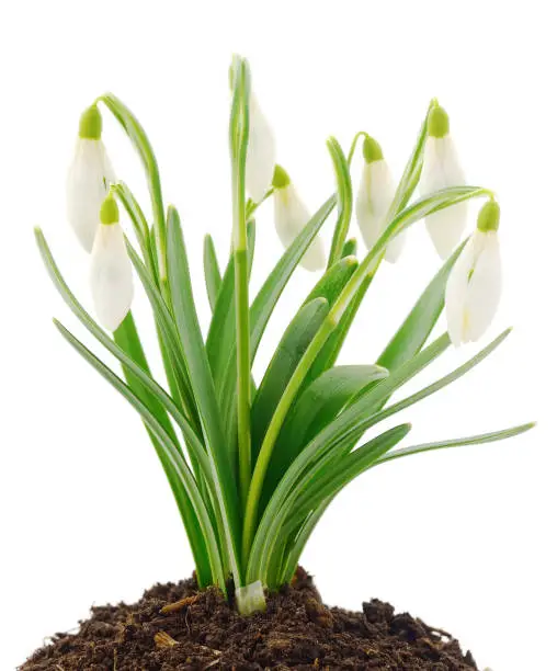 Spring flowers (snowdrops), isolated on white background.