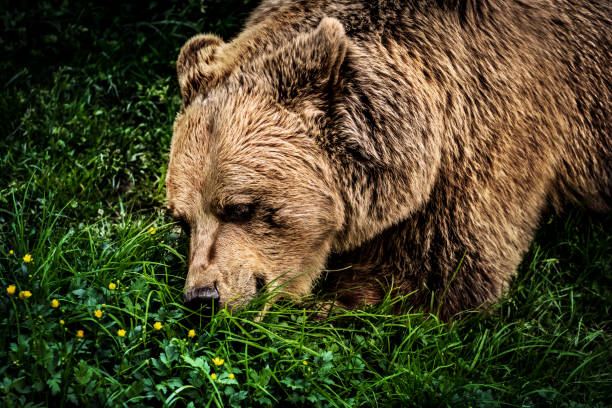 Close-up of brown bear eating young shoots of grass after a hibernation in springtime.