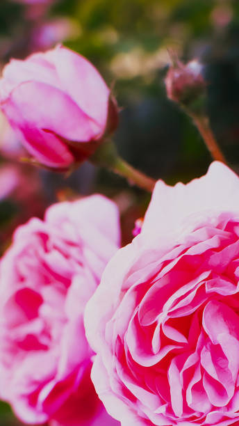 istock Beautiful pink rose close-up. Vertical photo. Background for your mobile display. 1138465803
