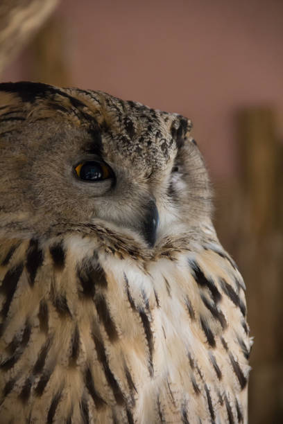 istock Owl at the zoo. Large forest bird in captivity. 1138466156