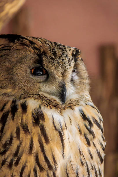 istock Owl at the zoo. Large forest bird in captivity. 1138466288