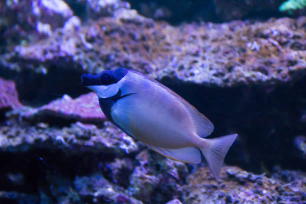 istock Fish in a large zoo aquarium. Underwater wildlife. Beautiful fish 1138469600