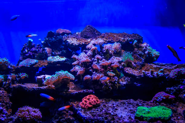 istock Fish in a large zoo aquarium. Underwater wildlife. Beautiful fish 1138469711