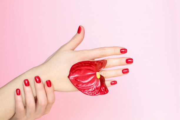 Red manicure and flower anthurium on trendy gradient of pink background