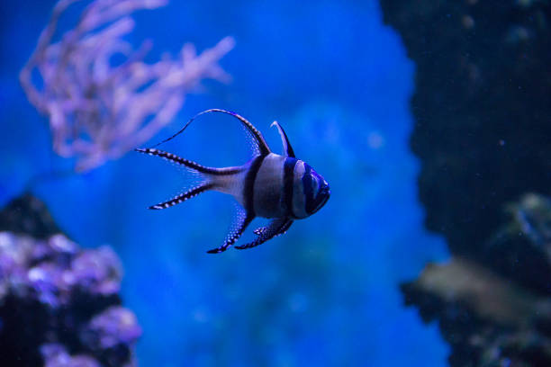 istock Fish in a large zoo aquarium. Underwater wildlife. Beautiful fish 1138469857