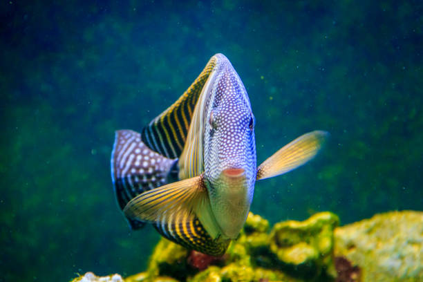 istock Fish in a large zoo aquarium. Underwater wildlife. Beautiful fish 1138470636