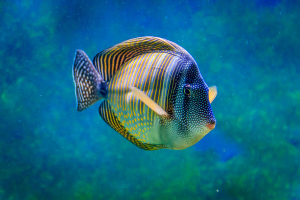 istock Fish in a large zoo aquarium. Underwater wildlife. Beautiful fish 1138470648