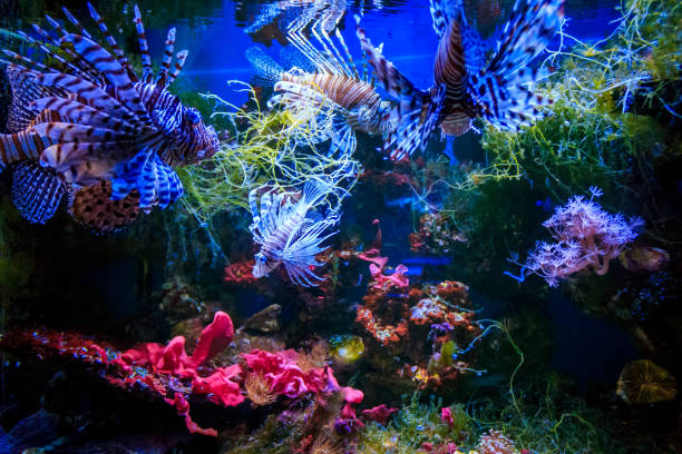 28,000+ Saltwater Tank Stock Photos, Pictures & Royalty-Free Images ...