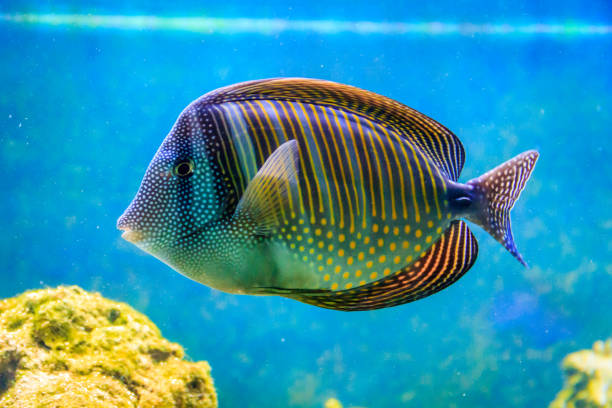 istock Fish in a large zoo aquarium. Underwater wildlife. Beautiful fish 1138470871