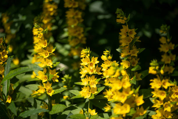 istock Spotted loosestrife with towering yellow flower spikes 1138472396