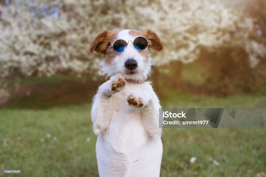 PORTRAIT FUNNY JACK RUSSELL DOG HIGH FIVE AND STANDING ON TWO LEGS, WEARING SUMMER EYEGLASSES AND DEFOCUSED NATURAL SPRING FLORAL BACKGROUND. Animal Stock Photo