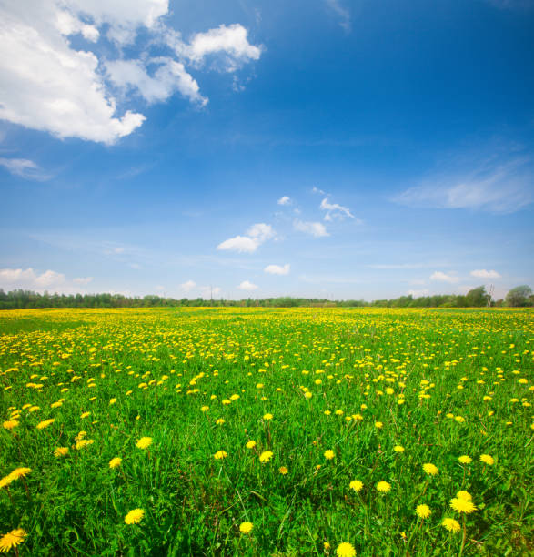 istock Yellow flowers hill under blue cloudy sky 1138472601