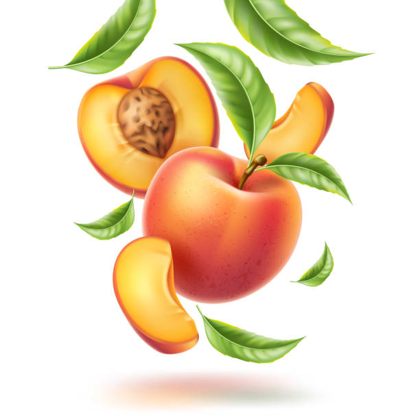 ilustraciones, imágenes clip art, dibujos animados e iconos de stock de vector de la hoja de nectarina de melocotón de movimiento remolino - nectarine