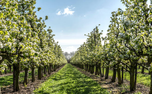 huerto de manzana de primavera - diminishing perspective spring photography tree fotografías e imágenes de stock