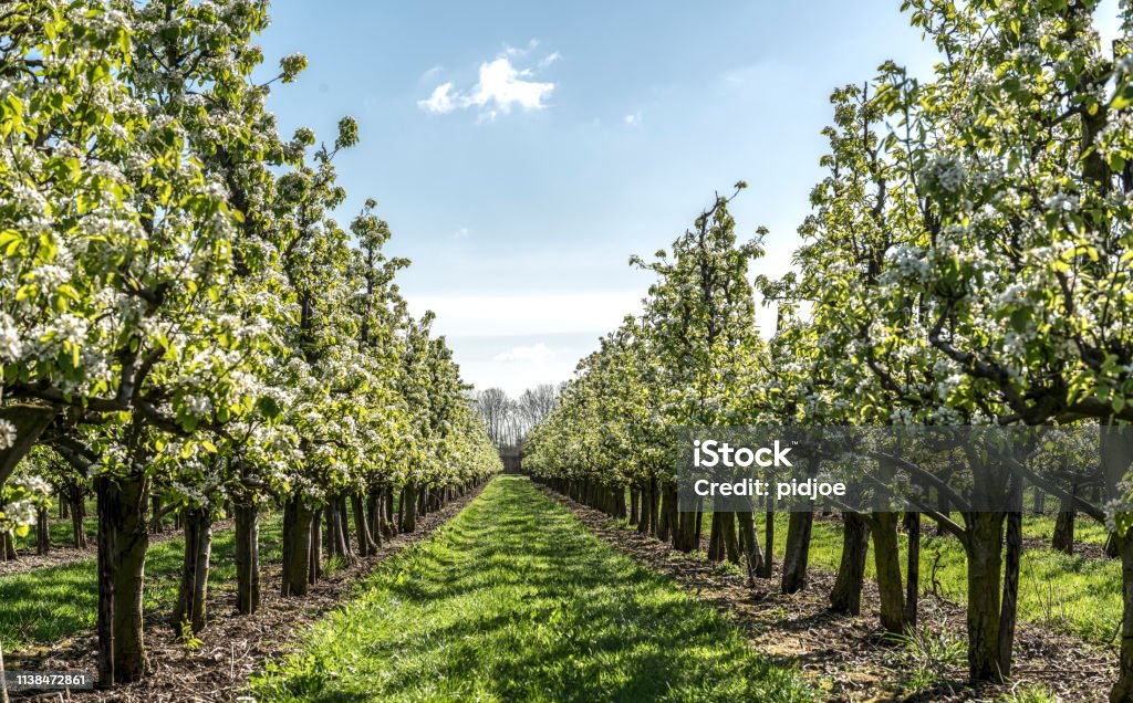 Spring apple orchard Apple Trees In blossom in  Orchard under a blue sky in spring time Apple Orchard Stock Photo