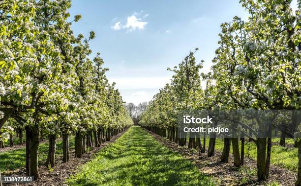 Spring Apple Orchard Stock Photo - Download Image Now - Apple Orchard, Orchard, Blossom