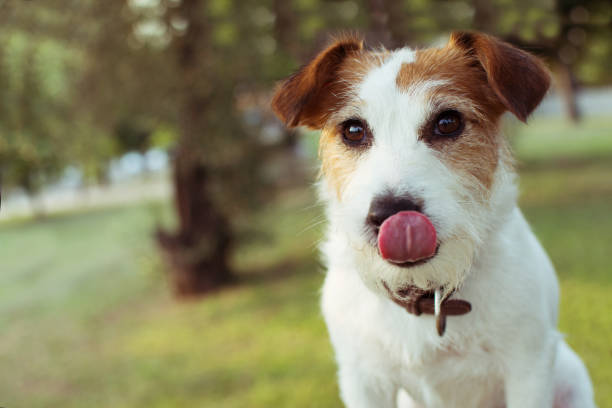 istock FUNNY JACK RUSSELL DOG LINKING HIS LIPS. NATURAL DEFOCUSED BACKGROUND. 1138474352