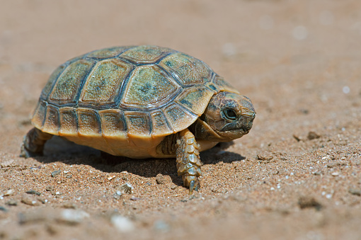 Tiny Mediterranean Spur-thighed Tortoise in North African Desert