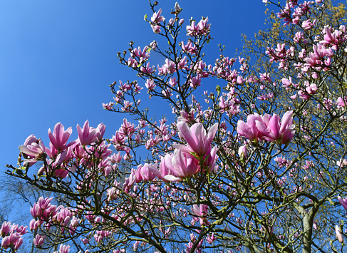Flowers tress background banner panorama - Beautiful close up of blooming magnolia branch in spring