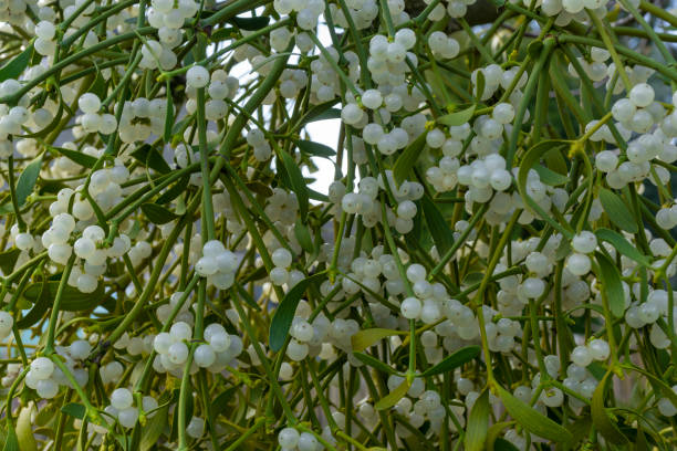 istock Viscum album - closeup view 1138476236