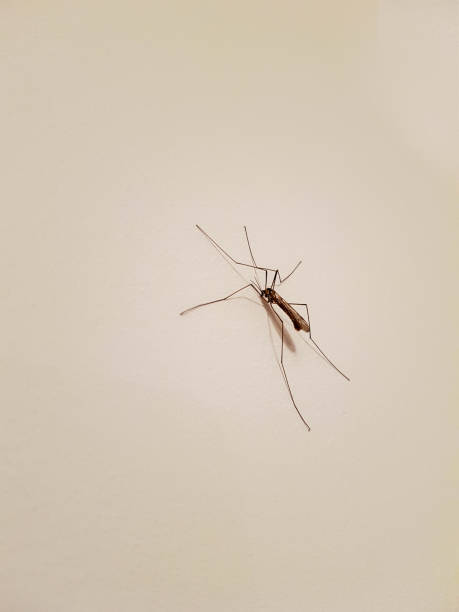 Big mosquito on a wall A photo of a big mosquito on a white wall mosquito filled with blood stock pictures, royalty-free photos & images
