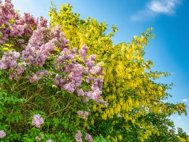 Flowering bushes lilac and Laburnum tree (Laburnum anagyroides) against the blue sky in spring, nature background