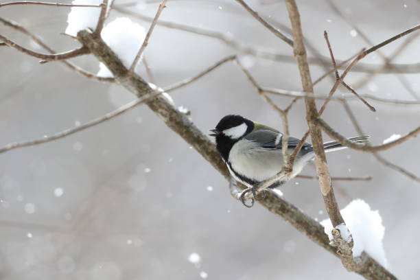 istock Japanese tit on a branch of tree 1138479731