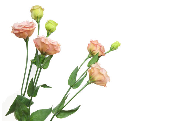 istock bouquet of eustoma in a white background 1138479764