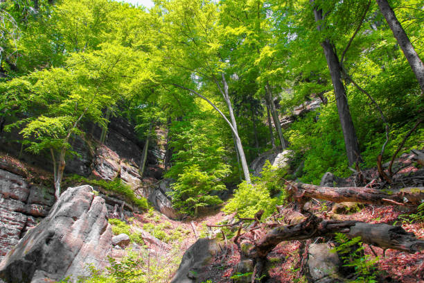 A photo of a Wild forest, Bohemian Switzerland, Czech Republic
