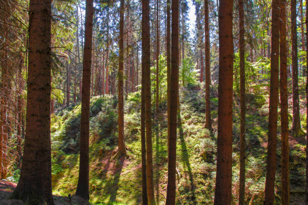 istock Beautiful nature at morning in the misty spring forest with sun rays 1138479870