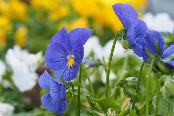 istock Petunia flowers are delicate. 1138480176