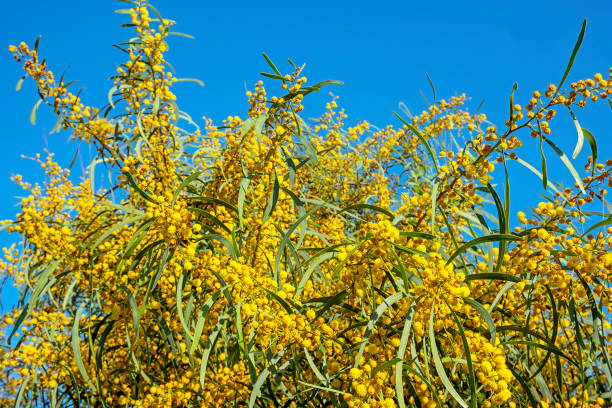 istock Blossoming mimosa and a blue sky 1138480773