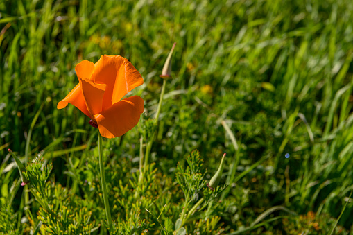 Close-up of Blooming California Poppy (Eschscholzia californica).\n\nTaken in Davenport, California, USA