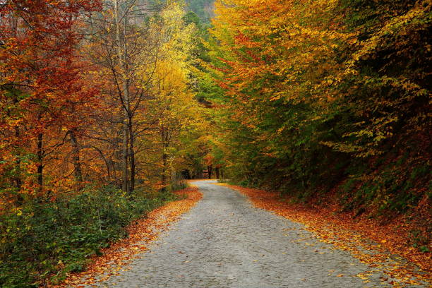 autumn - logging road imagens e fotografias de stock
