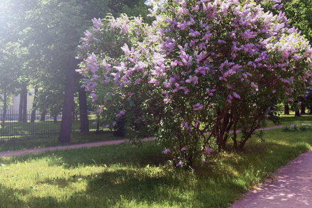 istock Lilacs blooming in the spring. Flower 1138481247