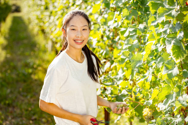 istock Young Smiling Chinese Woman Harvesting Grape 1138482782