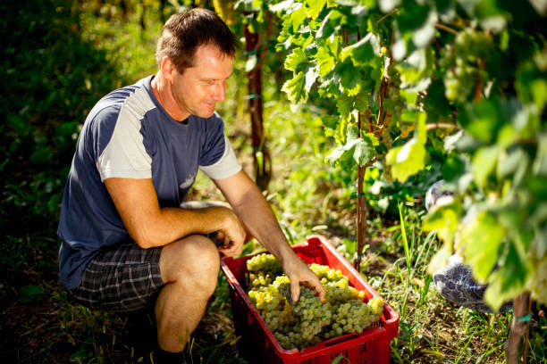 istock Adult Man During Grape Harvest in Vineyard 1138482789