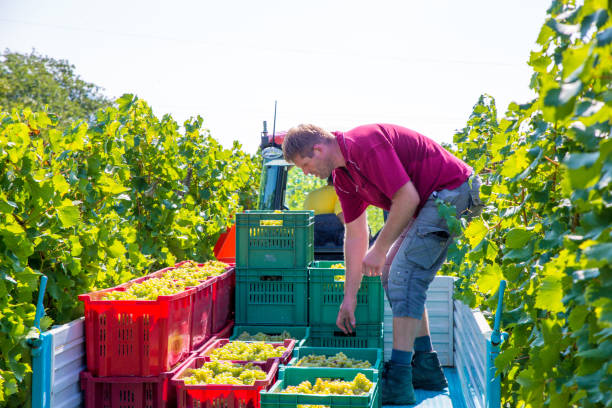 istock Farmer Loading Crates Full of Harvested Grape on Tractor Trailer 1138482833