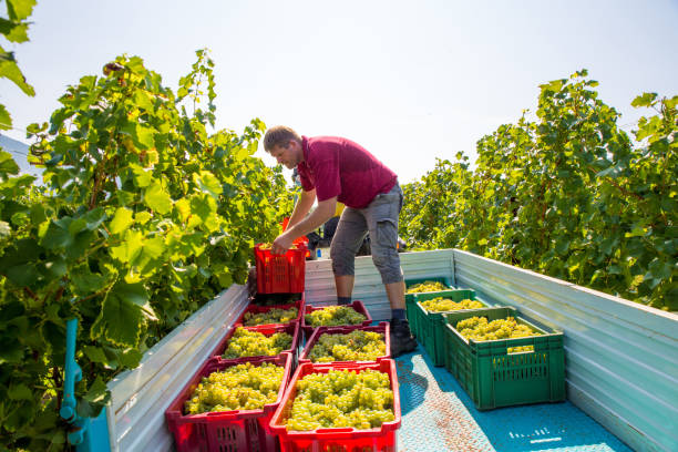 istock Farmer Loading Crates Full of Harvested Grape on Tractor Trailer 1138482836