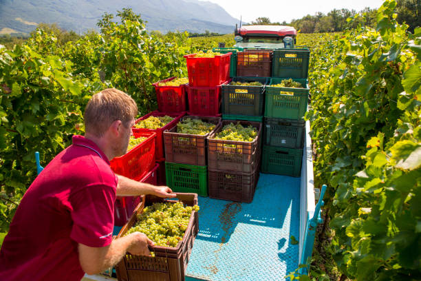 istock Farmer Loading Crates Full of Harvested Grape on Tractor Trailer in Vineyard 1138482837