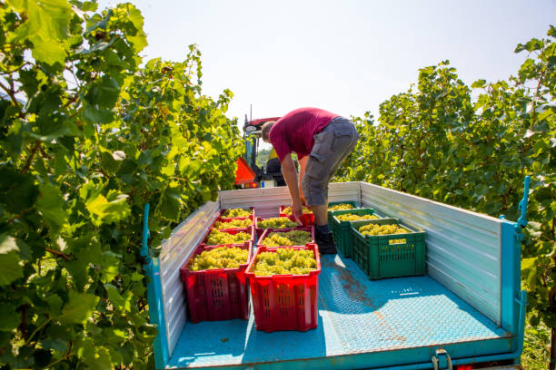 istock Farmer Loading Crates Full of Harvested Grape on Tractor Trailer 1138482843